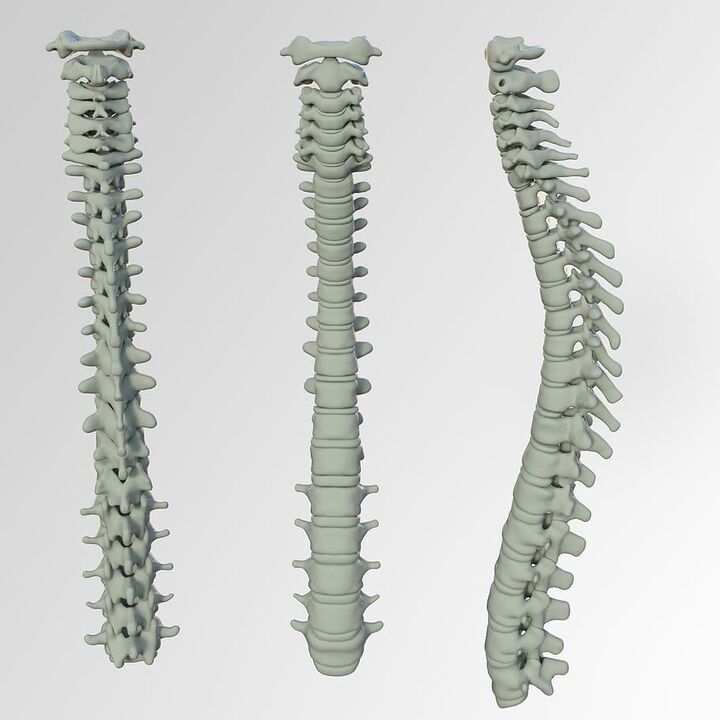 Schema coloanei vertebrale